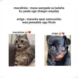 love saar bal😂❤️#somalitiktok #fyp #foryoupage #viral #veiwsproblem @🪐 @💋🇲 I͜͡I͜͡卄ᗩ🫦🤤 