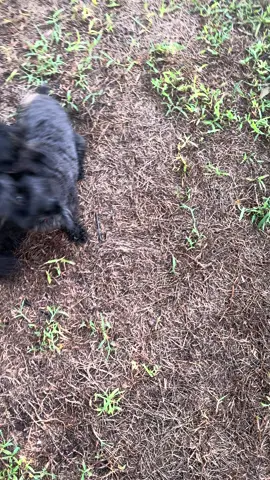 This is how excited they get when it’s time to chase lizards #reggiebreelandpov #minitureschnauzer 