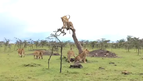 Sounds of Nature #safariguide  #summervibes  #maasaimara  #goviral  #guide  @Lemayian Adventure @Naomi nkoitoi 
