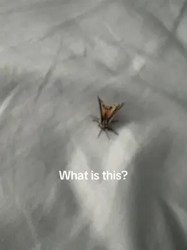 I think this thing got caught in my moomoo. Is this a moth?