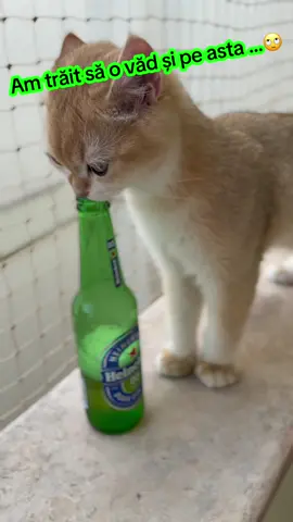 Iubitorii de bere , de acum aveți companie  😀  #british #golden #chincilla #cat #pisica 