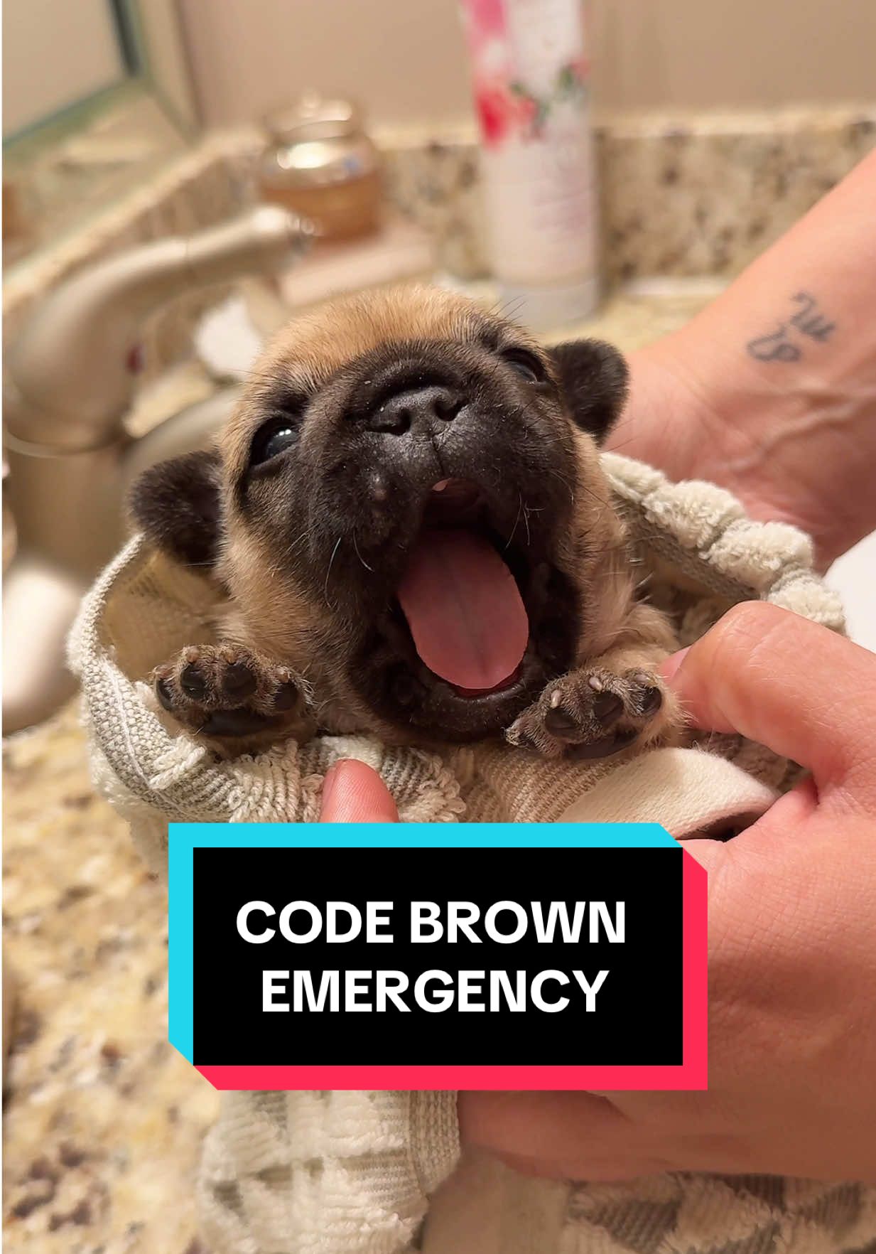 Replying to @Korlina we had a CODE BROWN emergency this morning 🤎 #dogsoftiktok #puppy #fypシ゚viral 
