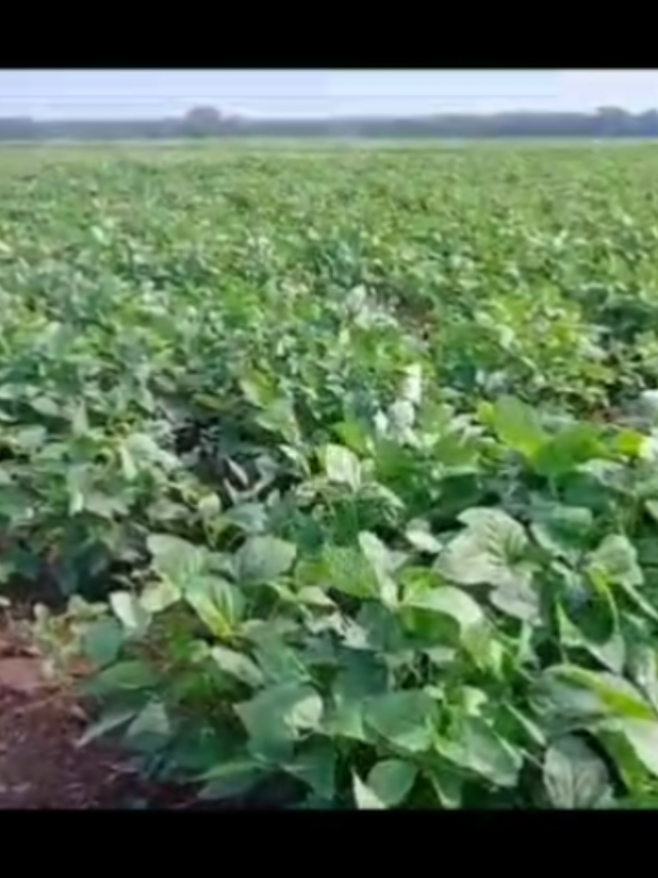 Benih Kedelai Migo Ratu Serang  #kedelai #pertanian #ketahananpangan #pupuk #pupukorganik #pupukorganikcair #pupukbuah #pupuksawit #farm #farmer #farmers #farming #farmlife #petani #petanimuda #petanimodern #petanimilenial #petanisawit #petaniindonesia🇮🇩🇮🇩🇮🇩🌿🌿 