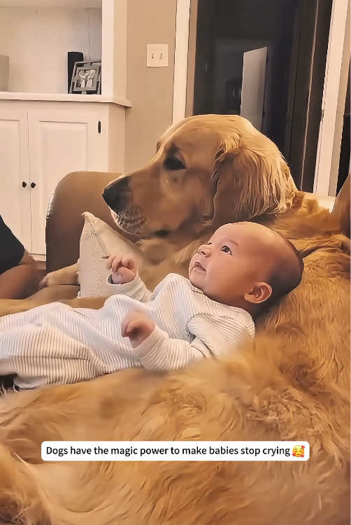 Dog accompanies baby to grow up happily ❤️#dog #Love #baby #bestfriend #foryou 