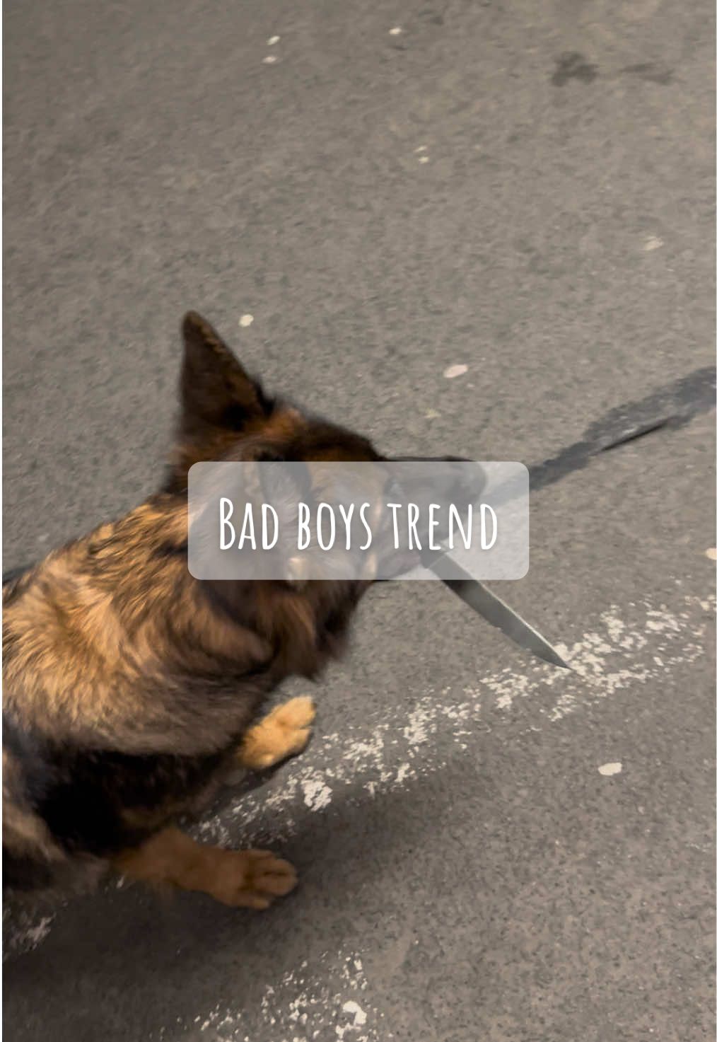 A head start was needed. #dog #germanshepherd #schäferhund #gsd #deutscherschäferhund 