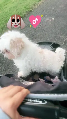 Our little girl loves to go for a ride!!
