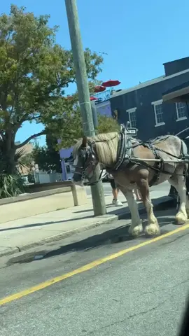 Always in the way🙄😭❗️ #charlestonsc 