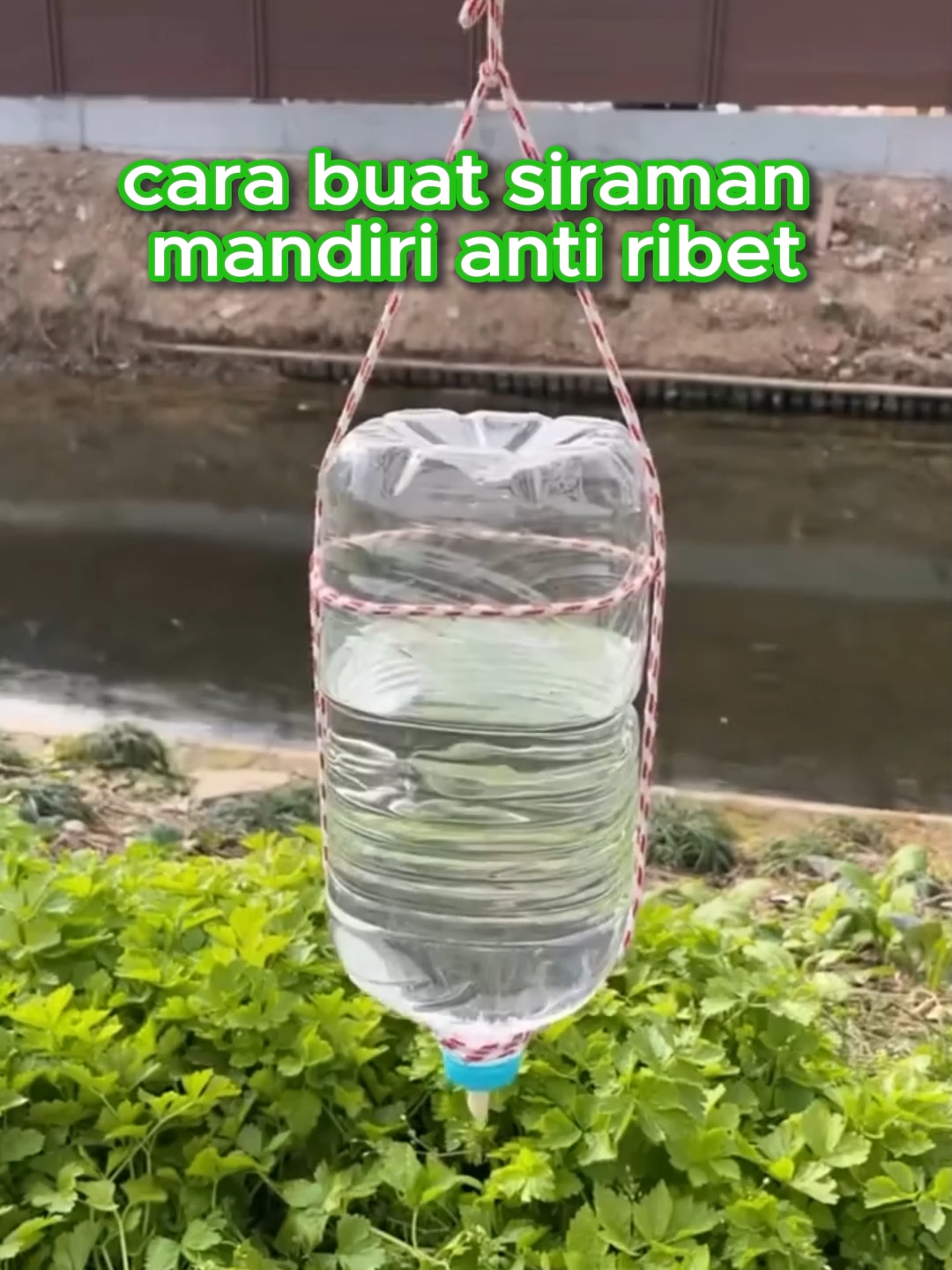 self watering dari galon/botol bekas #tipsmenanam #fyp