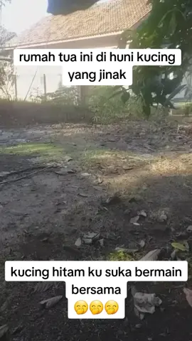 Jangan di anggap serius ah 🤭🤭🙏 #AI5_pro 