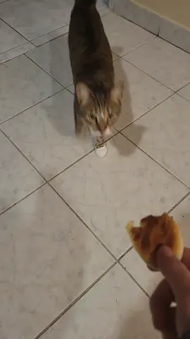 she loves bimpskit #tabbycat 