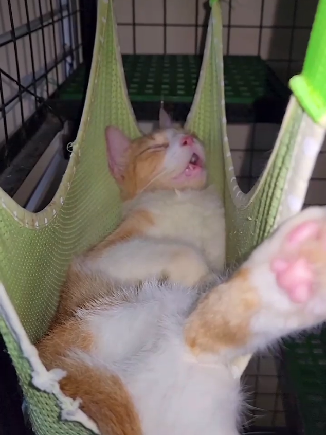 🤣🤣🤣🤣 #petslovers #animals #cats #catlovers  #creatorsearchinsights 