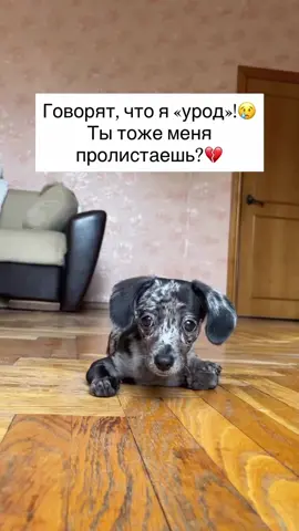 Габи некуда идти, неужели она никому не нужна? 🥺 Это разбивает мне сердце! 💔 Прошу РЕПОСТЫ! 🙏🏻 Она родилась у разведенцев. Но родилась «бракованной» и ее не смогли продать! 😣 Таких малышей там, как правило, усыпляют, но Габи повезло - о ней узнали местные волонтеры. Они написали мне с просьбой о помощи и Габи я забрал под свою опеку 🥺 У Габи недоразвита левая лапка, там нет косточек совсем, почти та же проблема с правой! это невозможно поправить. Но жить малышке это совсем не мешает, она привыкла 😔 Также у Габи аномалия развития ануса и прямой кишки - ее уже успешно прооперировали 🙏🏻 Несмотря на свои недоразвитые лапки, это самый жизнерадостный и дружелюбный ребенок, которого я когда-либо видел! Она любит абсолютно всех и никого на оставляет равнодушным 🥺 Её жизнь теперь в безопасности, но куда же ей ИДТИ? 😭 Передержка скоро заканчивается, а ведь она не знает, не понимает, что не нужна никому в этом мире... 💔 Ей очень нужен человек, который примет и полюбит её такой! Который увидит не её особенные лапки, а такое большое и преданное сердечко! ♥️  Габи примерно 3.5 мес, обработана от паразитов и вакцинирована.  Максимальный репост 🥺🙏🏻🆘