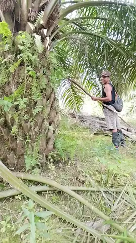 panen tanpa songo