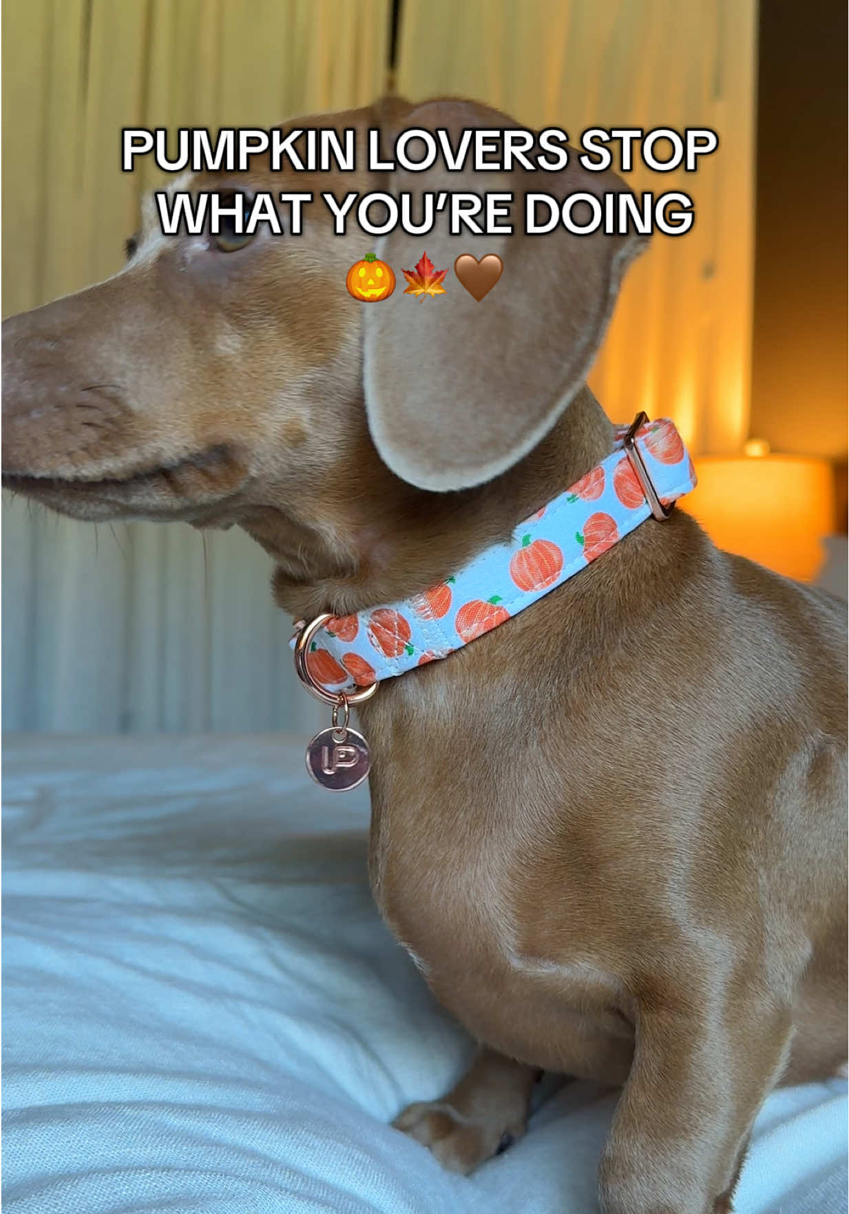 a pumpkin dog collar!!! ARE YOU KIDIDNG ME?? 🎃 #dogcollar #pumpkinseason #pumpkinspice #dogaccessories #fypシ゚viral 
