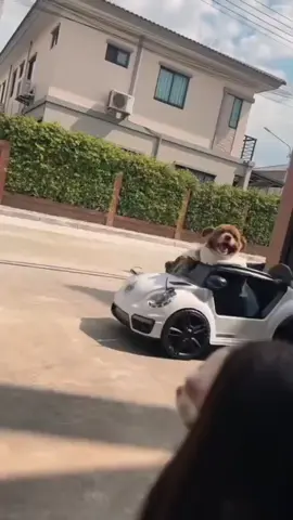 a tentativa de cãocidio na vila das canelas mordidas-animais engraçados 🤣🤣🤣#animaisnotiktok #cachorros #comedia #engracado #fyp 