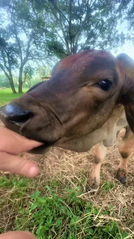 Moose enjoys biting in his free time 🥴 #cows #calf #farm #moose #cattle 