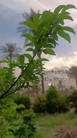 آجا الليلل شيخلصه الليل🎻🎶# #تصويري_احترافي_الاجواء👌🏻🕊😴 #الشعب_الصيني_ماله_حل😂✌️ #