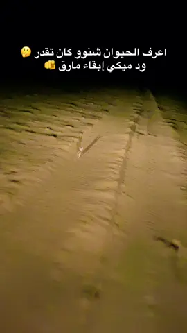 #كبابيش_العز 