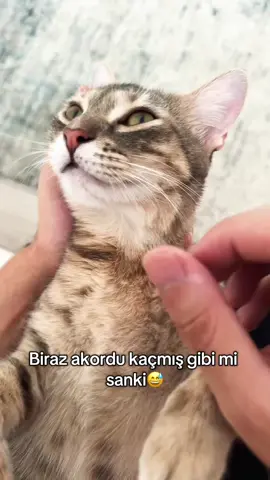 Gitar nori 😅 #catsoftiktok #fy #keşfet #kediseverler #kedi 