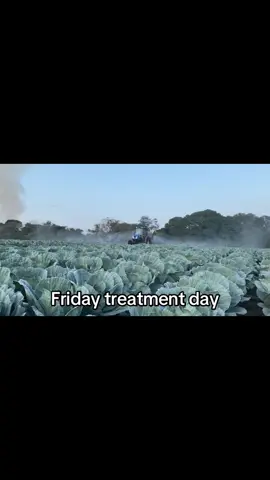 It a wrap #🇿🇦tiktoksouthafrica #Farming #foodformzansi #seedlings4life🌱🌱 #cabbages 