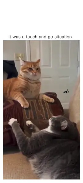 When you lose the grip on reality after facing a tougher opponent😂#funny #catsoftiktok 
