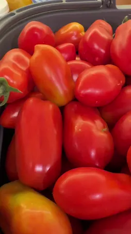 We have arrived at that point in the summer when I am overwhelmed with produce. #farmlife 