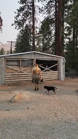 Daily Chores With My German Shepherd Puppy 🐶  #homestead #puppy 