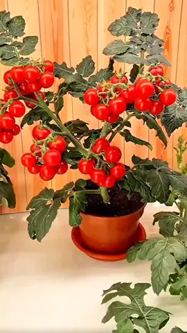 benih tomat Cherry mini #benihtomat #tomatcherry #tomatmini #tomathias #tomatviral 