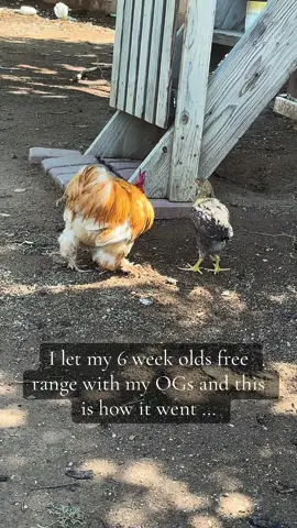 6 weeks is a good time to start introducing your newbies to your oldies. My flock is small (2 passed away and now two are broody) so it’s not too difficult to watch them while they free range together. For the most part, they have been really accepting. There will always be a pecking  order and I have been told it’s important to not mess with it. Just as long as they aren’t being hurt, they will be fine. 🤍 #fyp #chickensoftiktok #explore #babychicks #rooster 