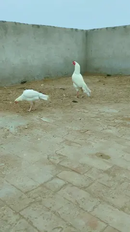 #foryoupage #zeeshanheeraaseel #plzviral #plzviral🥺🥺🙏🙏foryoupage #dontunderreviewmyvideo 