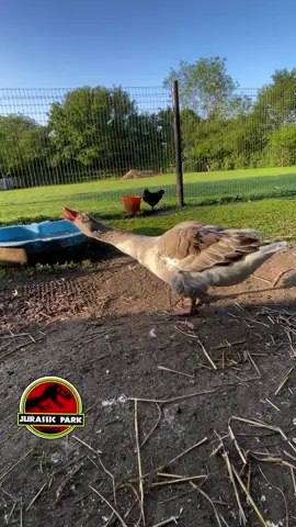 🚨ALERT 🚨  Jurassic Park is missing two dinosaurs... 🦖 🤣 #jurassicpark #dinosaur #goose #geese #fyp 