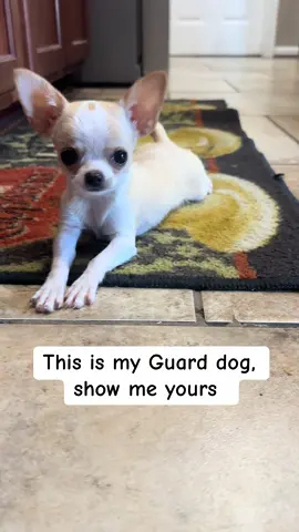 I feel sorry for the SOB who tries to break into MY house ! -Pixie #chihuahuastiktok #dogtok #cutedog #puppy #viral