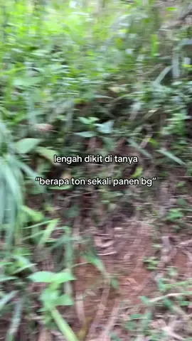 bilang aja sekilo#4u #petanisawit #storysawit🌴🌴 #lewatberanda #fypppppppppppppppppppppp 