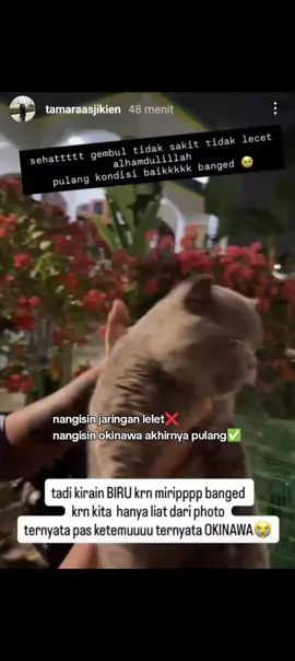 catlovers yuk kumpul okinawa pulang ni.. #okinawapulang  #kucinguyakuya 