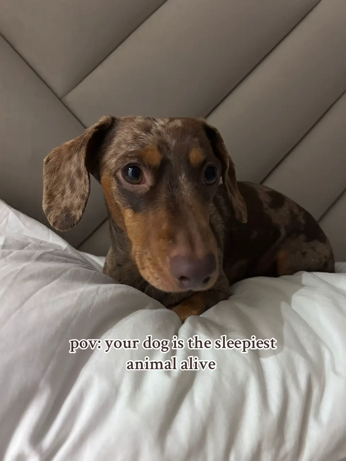 #dachshund #sausagedog #fyp #PetsOfTikTok #sleepydog 