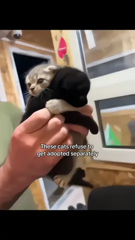 I love cats 😺 #cats #catsoftiktok #fyp #viral 
