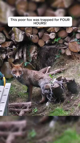 This poor fox was trapped for FOUR HOURS! #fox #fyp #trending #rescue #animals 