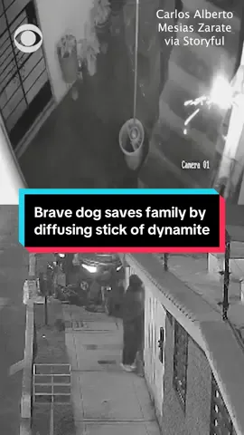 Security footage shows a family dog, named Manchis, barking as an unknown attacker dropped an explosive device into the yard of a journalist's home in Huaral, Peru. The dog eventually diffuses the stick of dynamite. The media company where Zarate works, Central de Noticias, wrote that “due to the magnitude of the attack, specialized personnel from the National Police’s UDEX (Explosive Deactivation) unit traveled from Lima to carry out the corresponding investigations”. “This attack is not an isolated incident, but a serious assault on press freedom and public safety. The courageous intervention of ‘Manchis,’ now recognized as a true four-legged hero, prevented a dynamite attack from turning into tragedy.” #dog #peru #herodog 