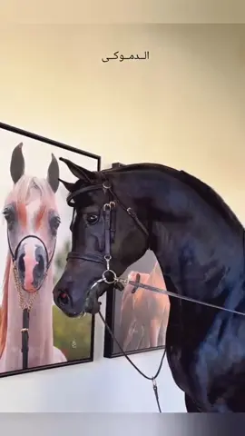 #الخيل_العربي_الاصيل🐎  #الــدمــوكــي 