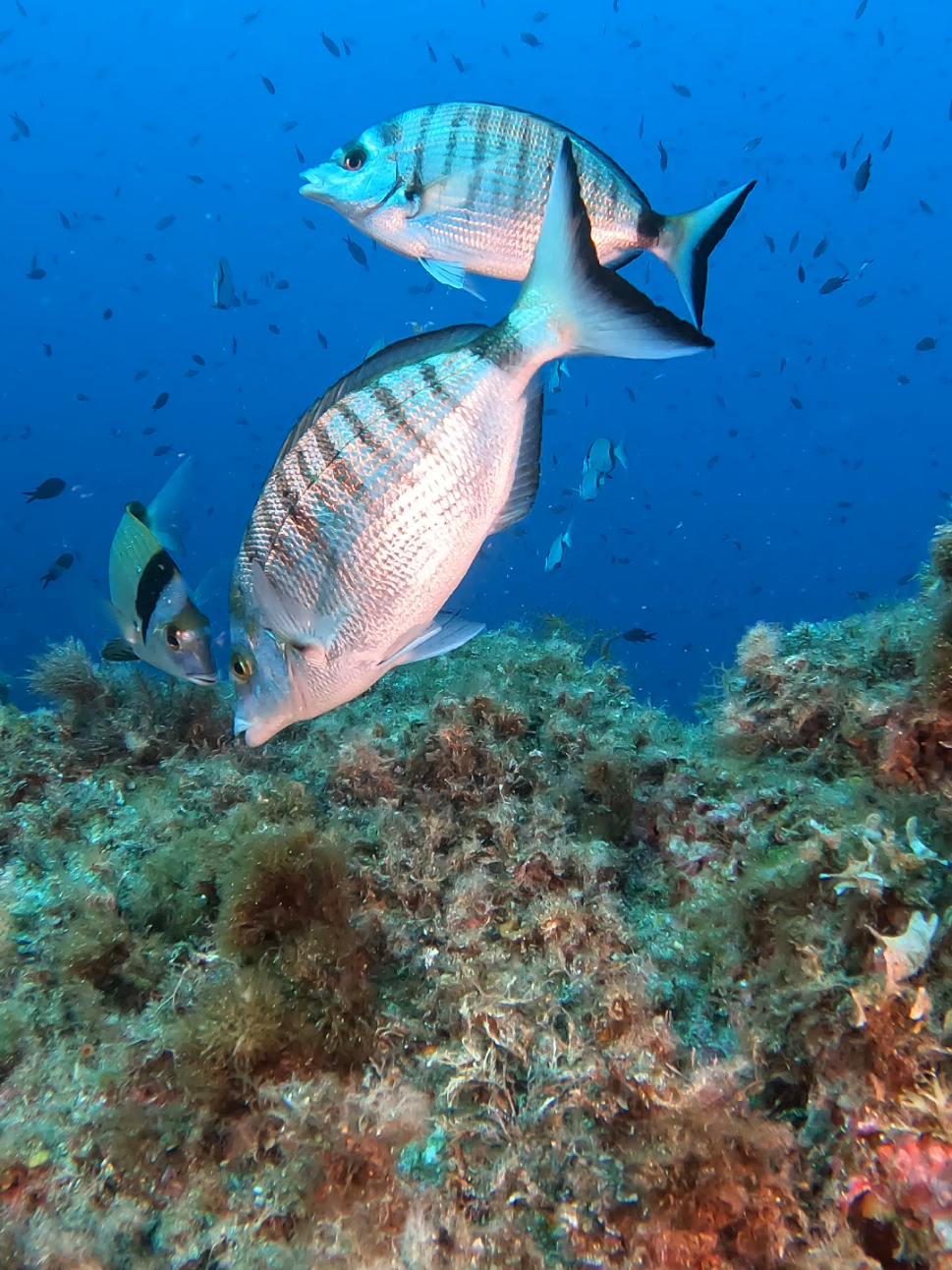 Dive with seaparadisea. #fyp #buceo #oceanvibes #underwater #scubalife 