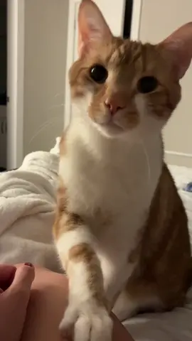 Hims ask so politely to play #catsoftiktok #funnycats #catmom #cats 