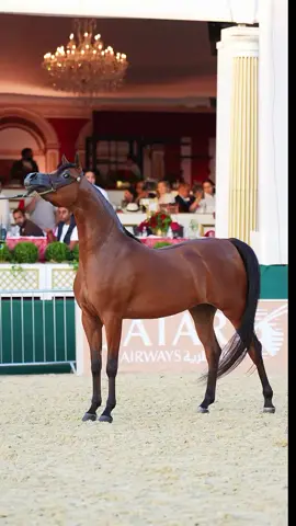 #خيل_وخياله🐎🖤ماشاءالله_اللهم_بارك🧿♥️ #فروسيه #الأحساء_الآن #جمال_الخيل_العربيه_الاصيله #الرياض❤️ 