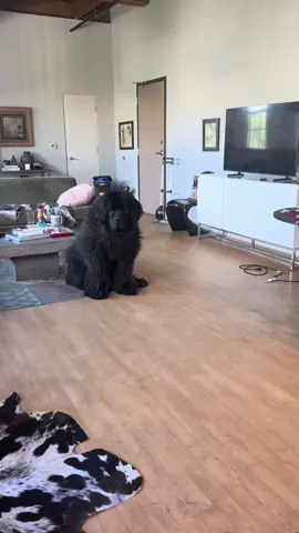 When your 11 year old man still loos like a sweet puppy. #rescuedog #newfoundlanddog #dogsoftiktok #loftliving 
