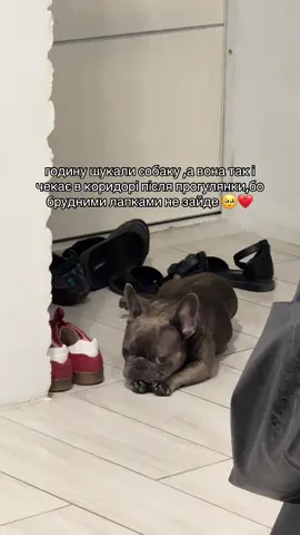 Ну чого воно таке чемне🥲#французькийбульдог #собаки #frenchie #frenchbulldog #французькабулка 