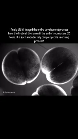 52 hours of imaging! I'm so happy with the result. I put off doing this for a while because I was so busy. But this time I wanted to test the new microscope so thought might as well give it a go. And even though we have worked with embryos for a long time, seeing it with your own eyes how well coordinated every cell is, how they synchronise their division and then their movement, exactly the same even between embryos is still breathtaking! This is the reason why we say biological systems are robust! How signalling molecules are organised and patterned is not well understood at all.  It's also bit tricky when the embryos are 3D objects, so you can see that cells at different depth layers will be at different focuses, especially when the embryos move around too. So I had to do a z-stack and then used a small trick to stitch the different layers together hence why you may notice there's certain changes in the focus during the video.  Hope you enjoy it as much as I do! #biology #beautiful #science #phd #microscopy 