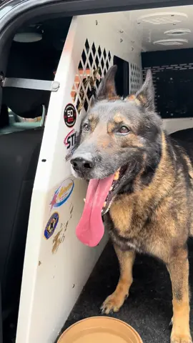 Little things like this #k9softiktok #k9dog #k9maxie #k9unit 