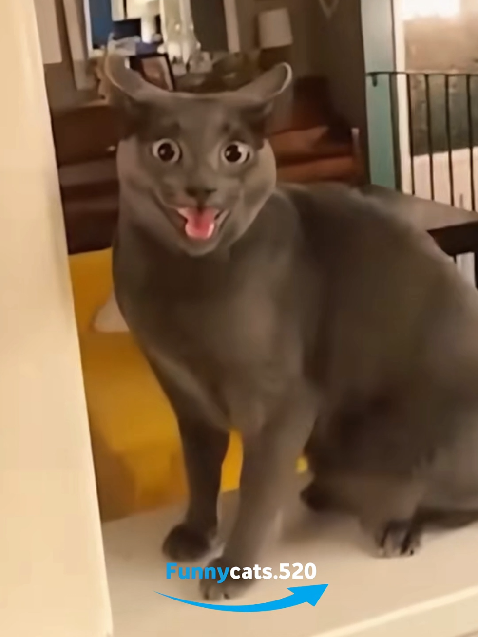 Cat : I am Speed 2.0 🤣🤣 #catsoftiktok #cats #funnycat #fyp #cutecat 