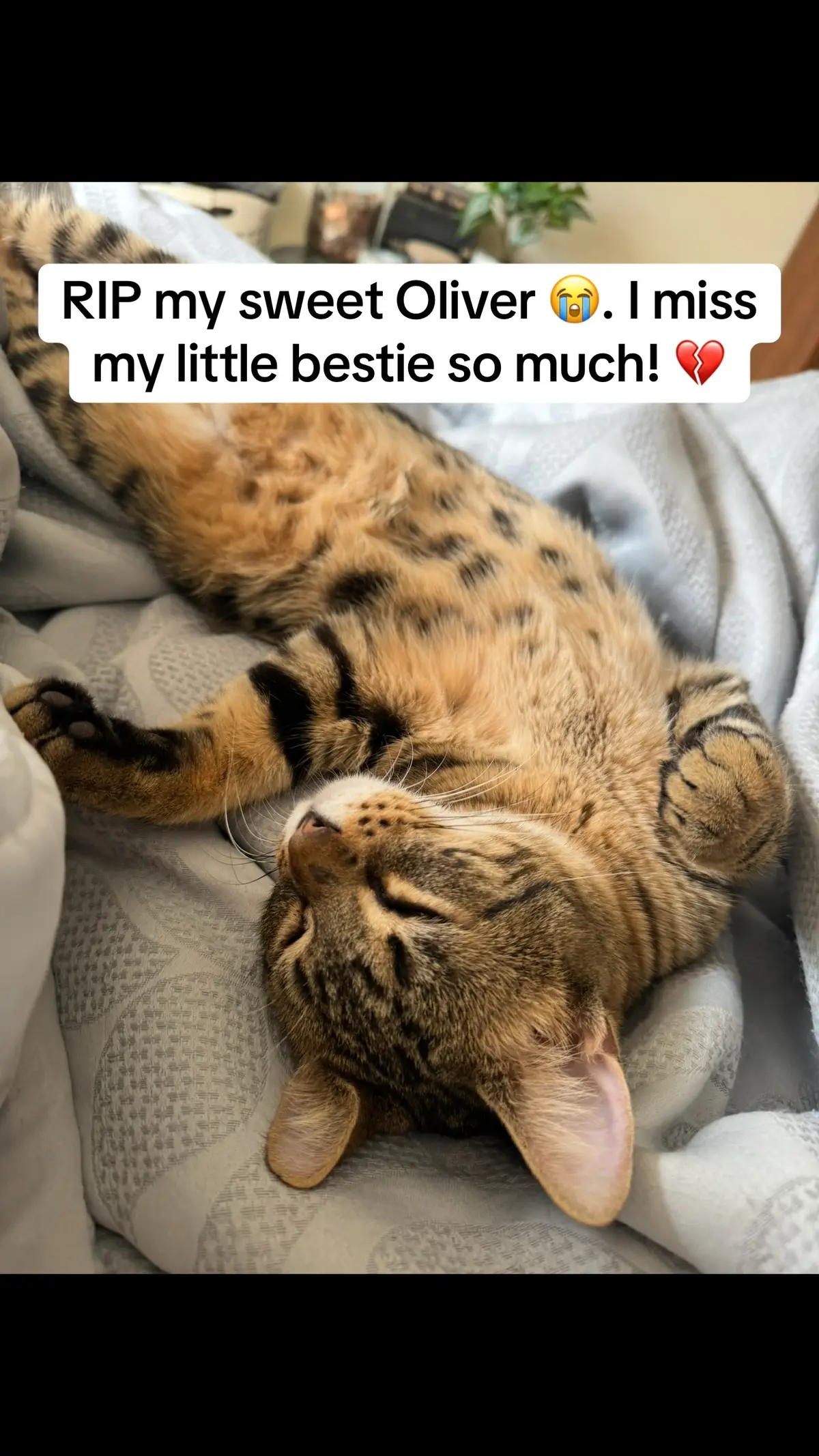Some may think it’s silly, but this little dude was my baby! Where I was, he was always right there… He loved him some me and I loved him so much ! It’s not fair that he was so cruelly taken from this world the way that he was… And it breaks my heart every time I think about it! My poor baby was just hanging out on the front porch like he always does every evening when a stupid loose dog came up there and viciously, took him and murdered him in our front yard 😭. I will love you and miss you forever my sweet boy! 