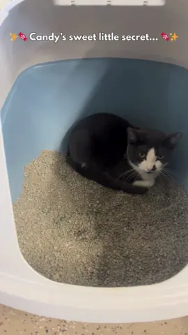 🍬 Meet Candy! This 3-year-old sweetheart may be a little shy at first, but once she feels safe, she’ll be your best friend for life. 💕 Her signature move? Sticking her butt in the air for pets 😹✨ Give her a chance, and you’ll see just how sweet she really is! 🐾 #adoptdontshop #IACSCats #IndyPets #RescueCat #SweetLikeCandy