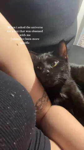 Seriously though im not complaining,Shelter cats are the best cats🥹 . . . #catsoftiktok #Love #foryou #kitty #adoptdontshop 
